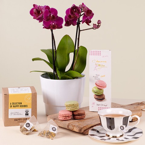 Product photo for Orchidea del tè: Mini orchidea e tè