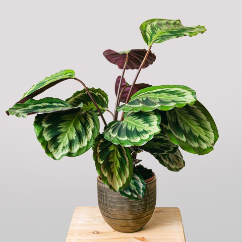 Image of Medaglione Calathea055