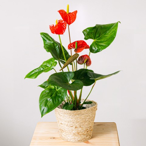 Image of Anthurium rosso055