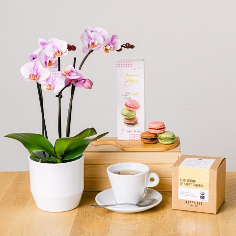 Tea Orchid: Mini Orchid and Tea